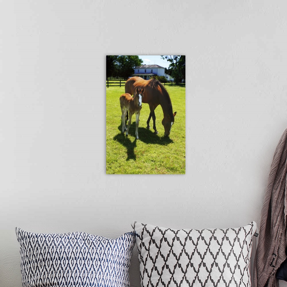 A bohemian room featuring Mare and Foal - 5
