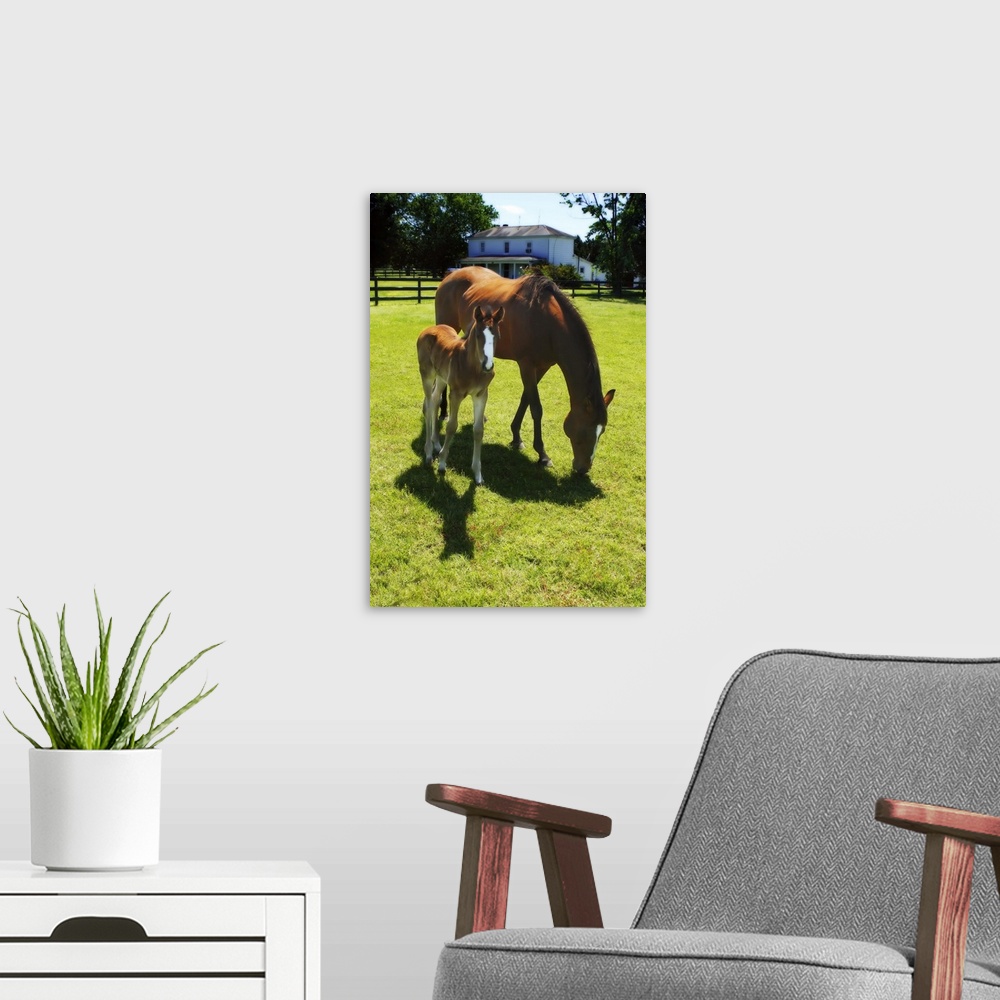 A modern room featuring Mare and Foal - 5