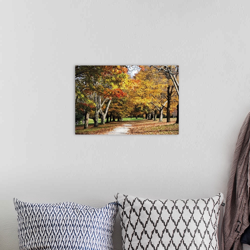 A bohemian room featuring Canvas print of trees covered in fall foliage in a park with a path going through them and dead l...