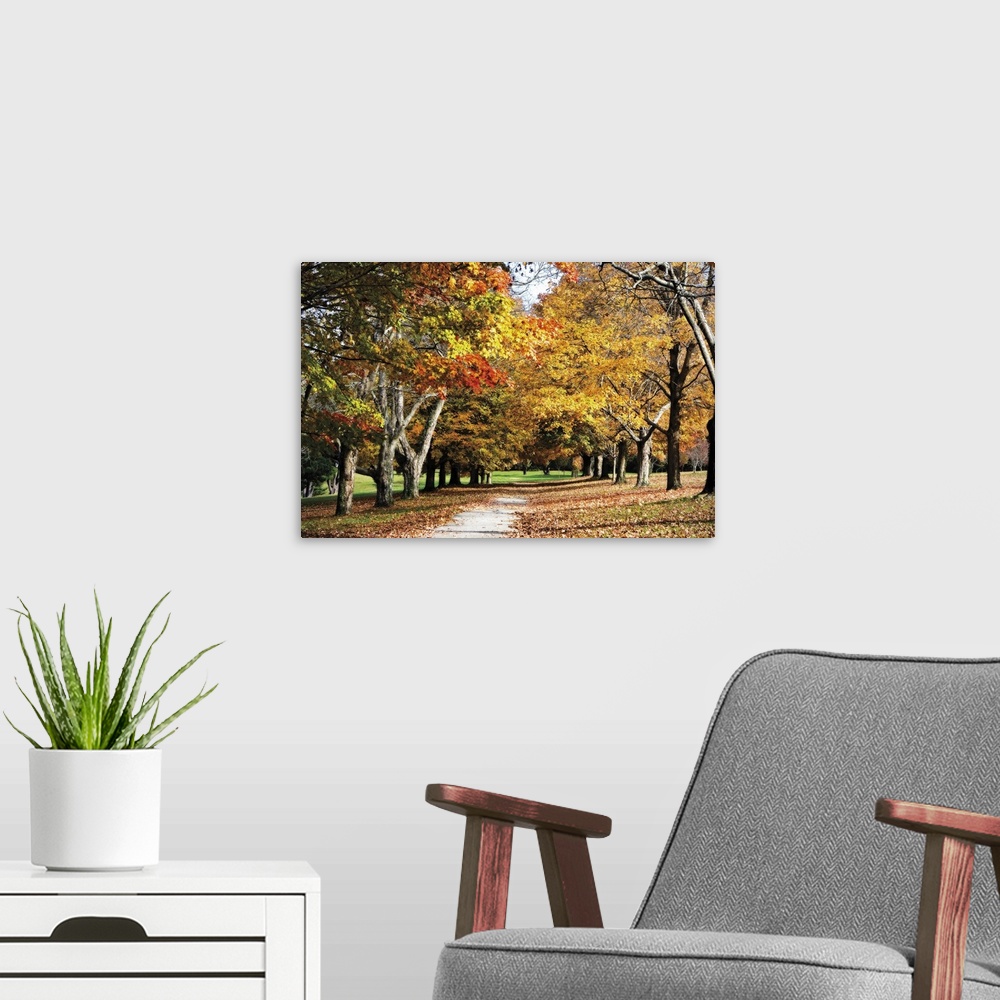 A modern room featuring Canvas print of trees covered in fall foliage in a park with a path going through them and dead l...