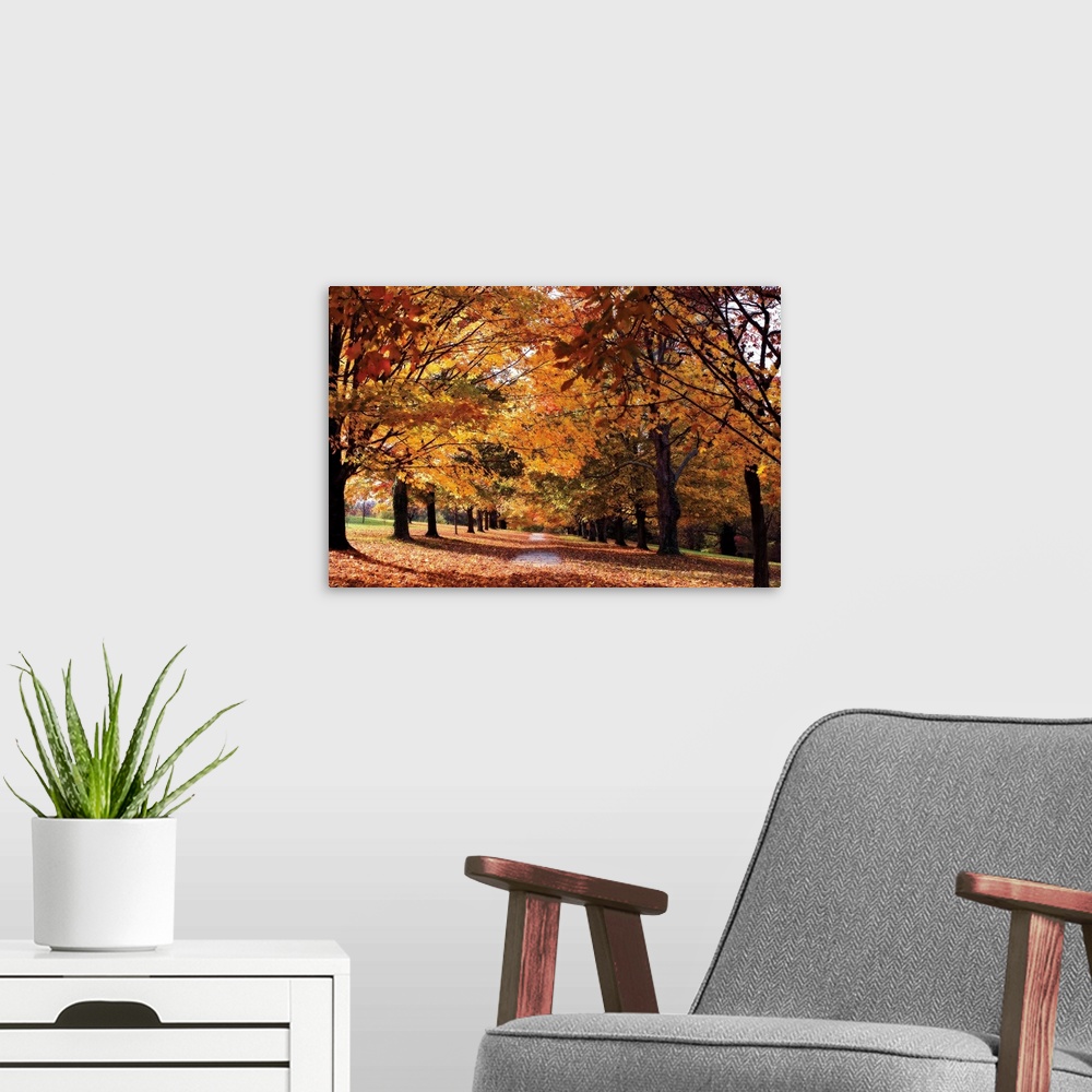 A modern room featuring Huge photograph displays a sidewalk littered with leaves from the surrounding rows of maple trees.