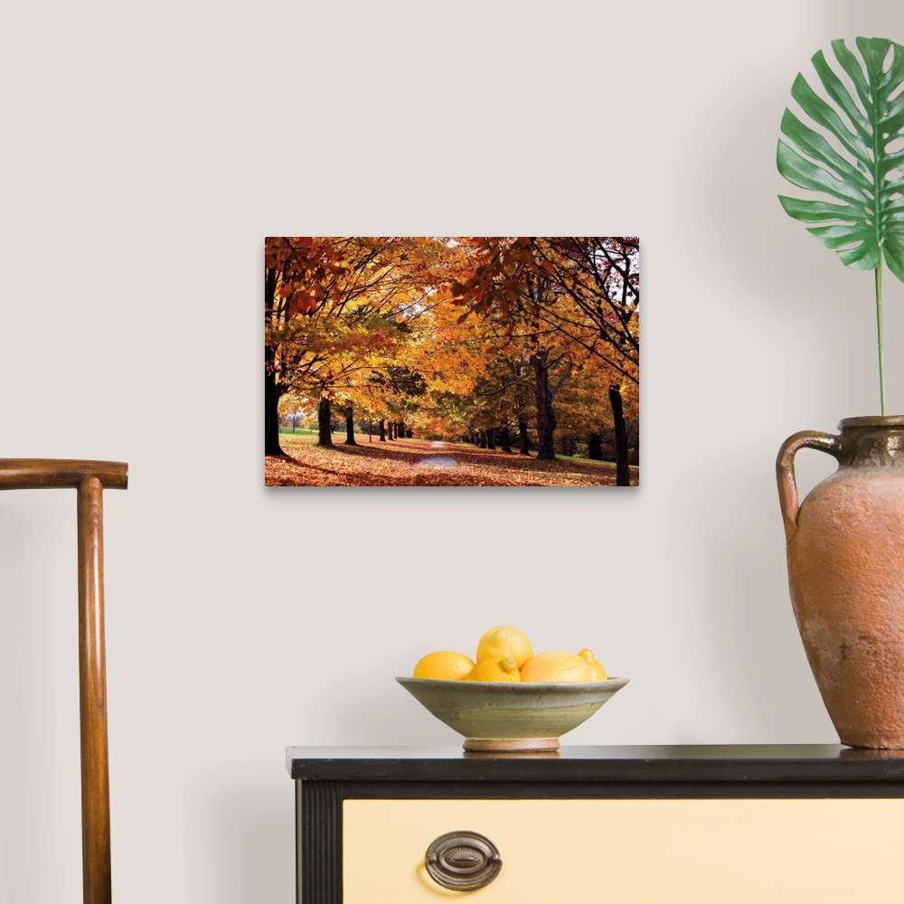 A traditional room featuring Huge photograph displays a sidewalk littered with leaves from the surrounding rows of maple trees.