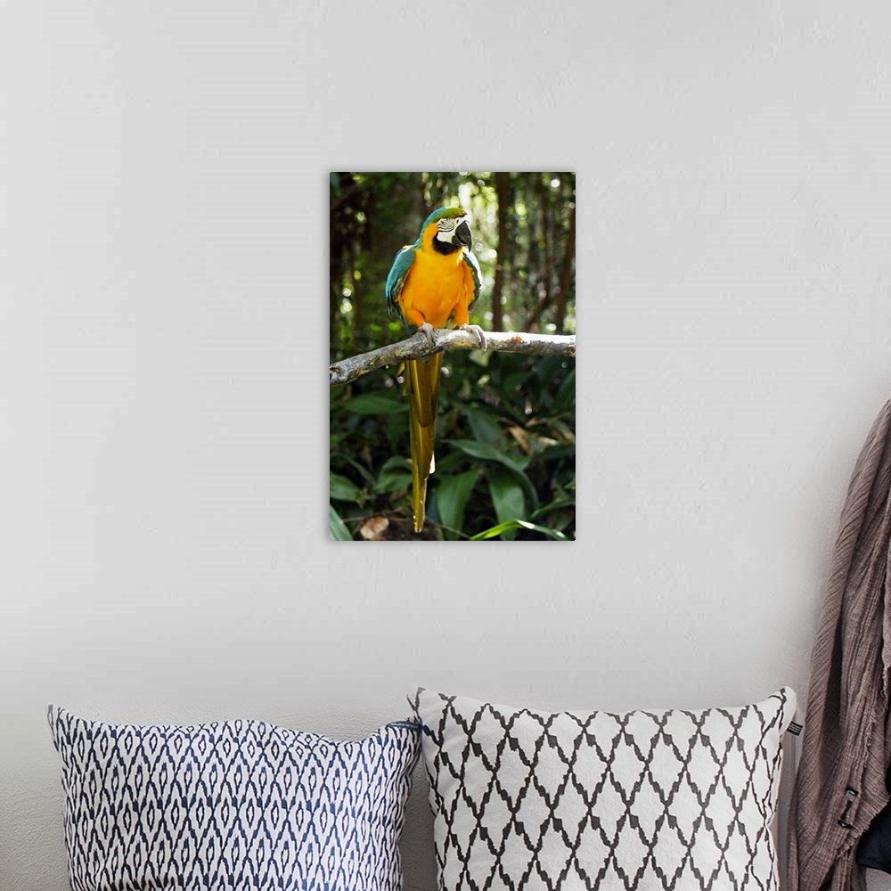 A bohemian room featuring Portrait photograph on a large wall hanging of a colorful macaw bird, perched on a branch and loo...