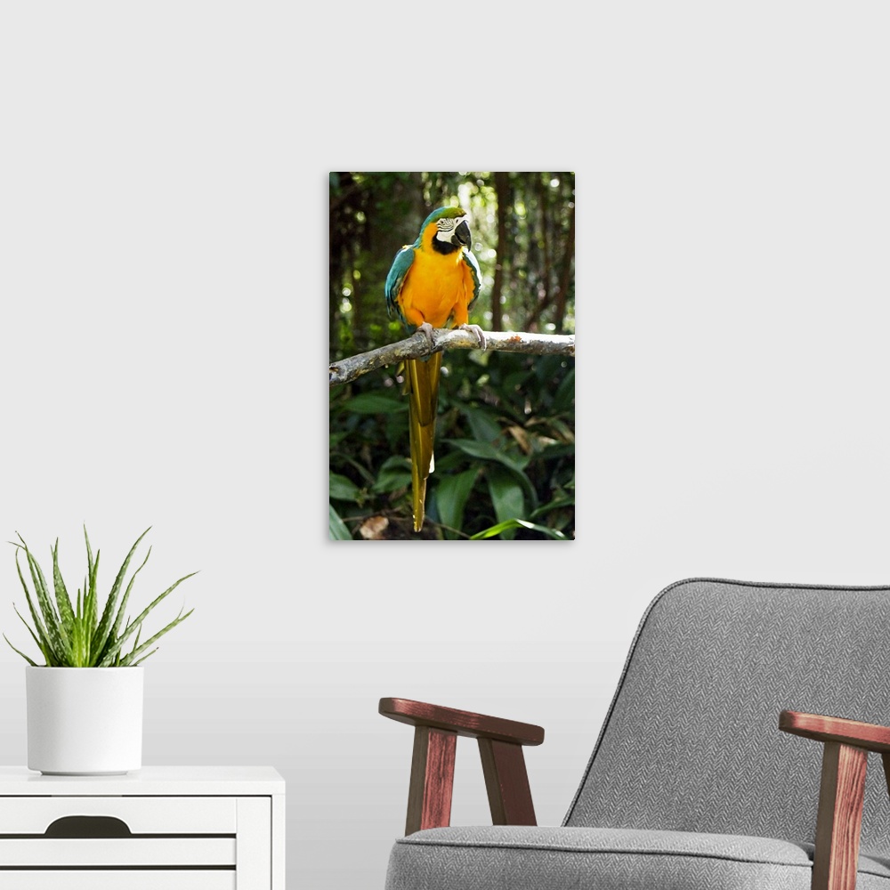 A modern room featuring Portrait photograph on a large wall hanging of a colorful macaw bird, perched on a branch and loo...