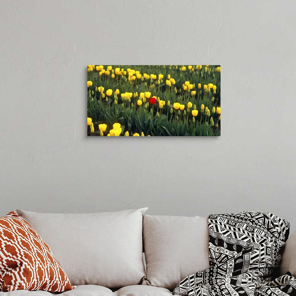 A bohemian room featuring Photograph of a field of yellow tulips with one red tulip standing out in the center.