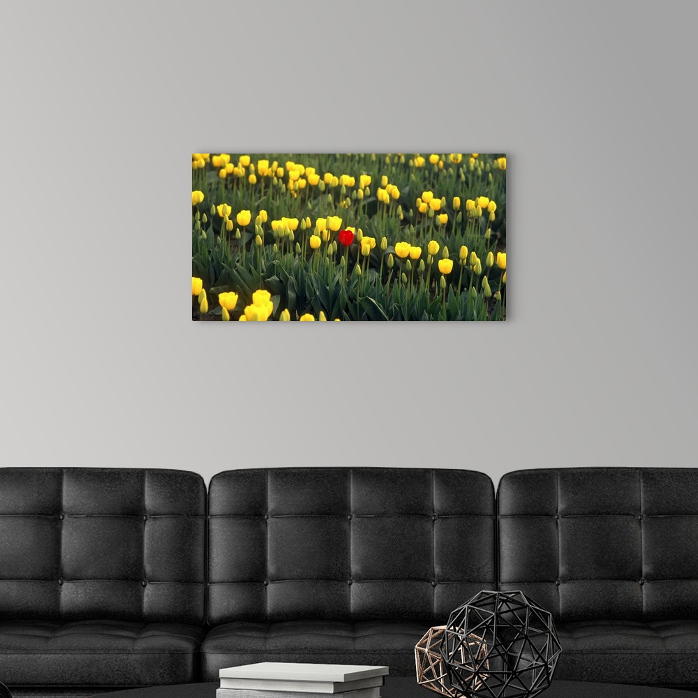 A modern room featuring Photograph of a field of yellow tulips with one red tulip standing out in the center.