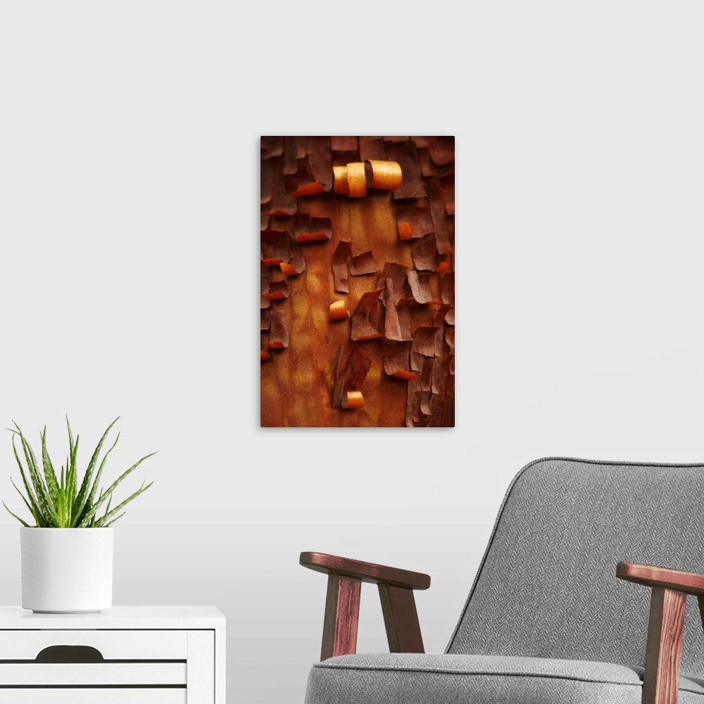 A modern room featuring Portrait, close up photograph of many small pieces of bark, curling as they peel away from a Menz...