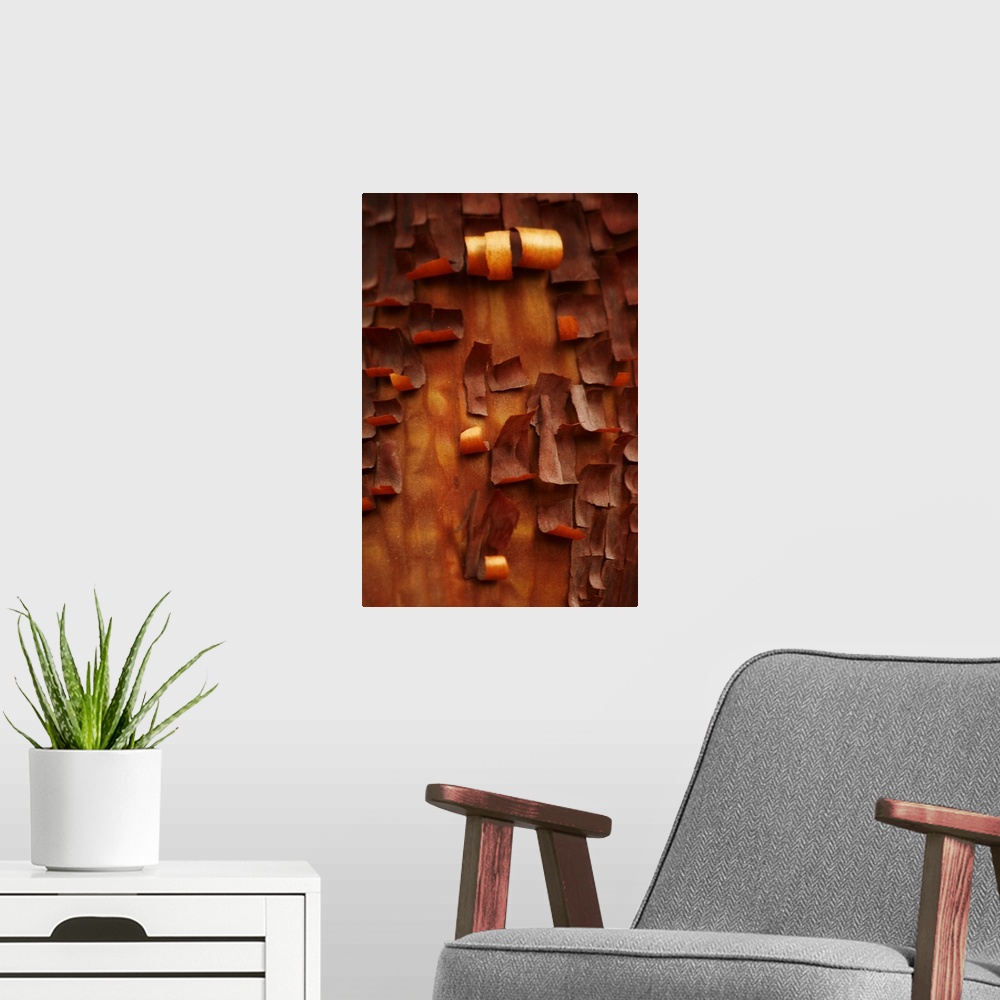 A modern room featuring Portrait, close up photograph of many small pieces of bark, curling as they peel away from a Menz...