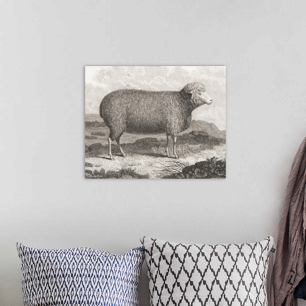 A bohemian room featuring Merino Sheep
