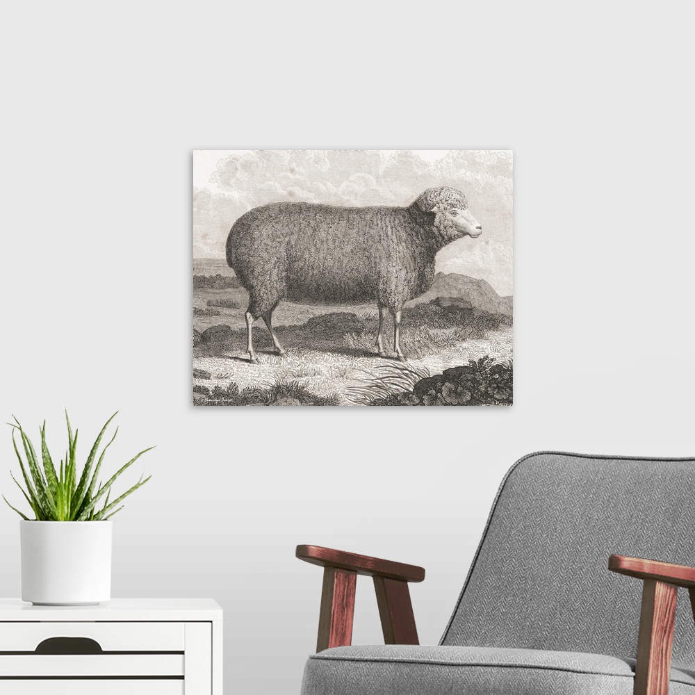 A modern room featuring Merino Sheep