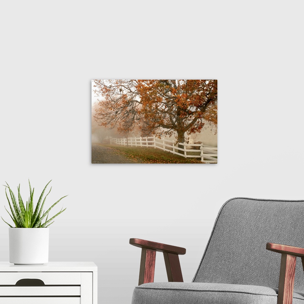A modern room featuring This oversized print is a photograph taken of a large tree during the autumn season behind a whit...