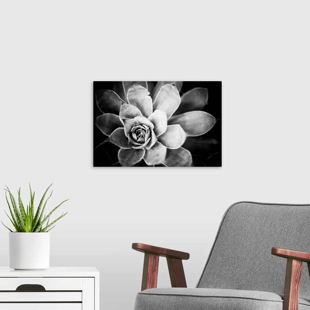 A modern room featuring Monochrome Succulent IV