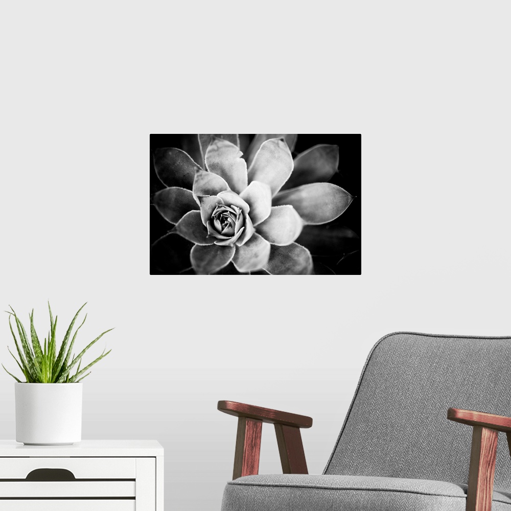 A modern room featuring Monochrome Succulent IV
