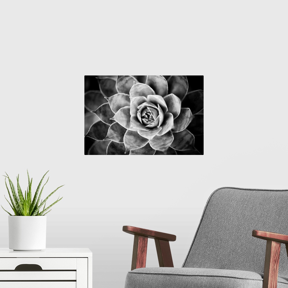 A modern room featuring Monochrome Succulent V