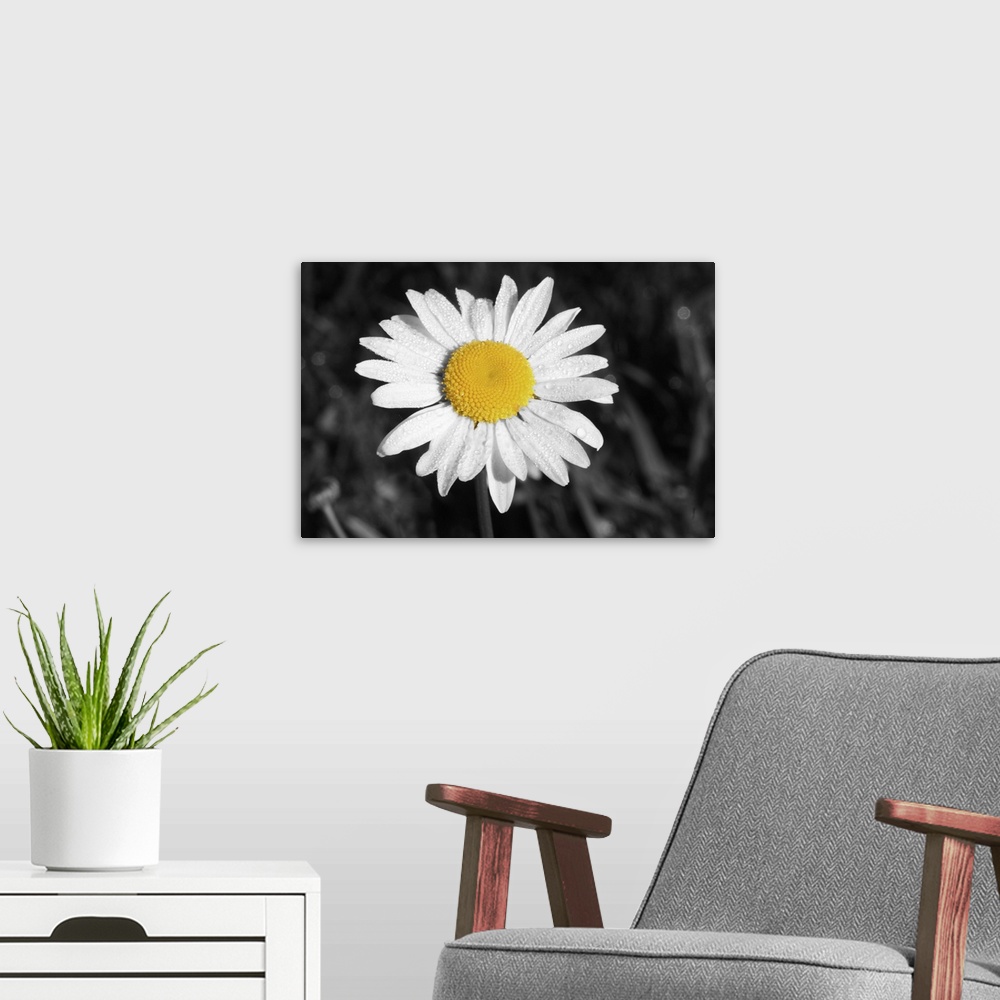 A modern room featuring Morning Daisy I