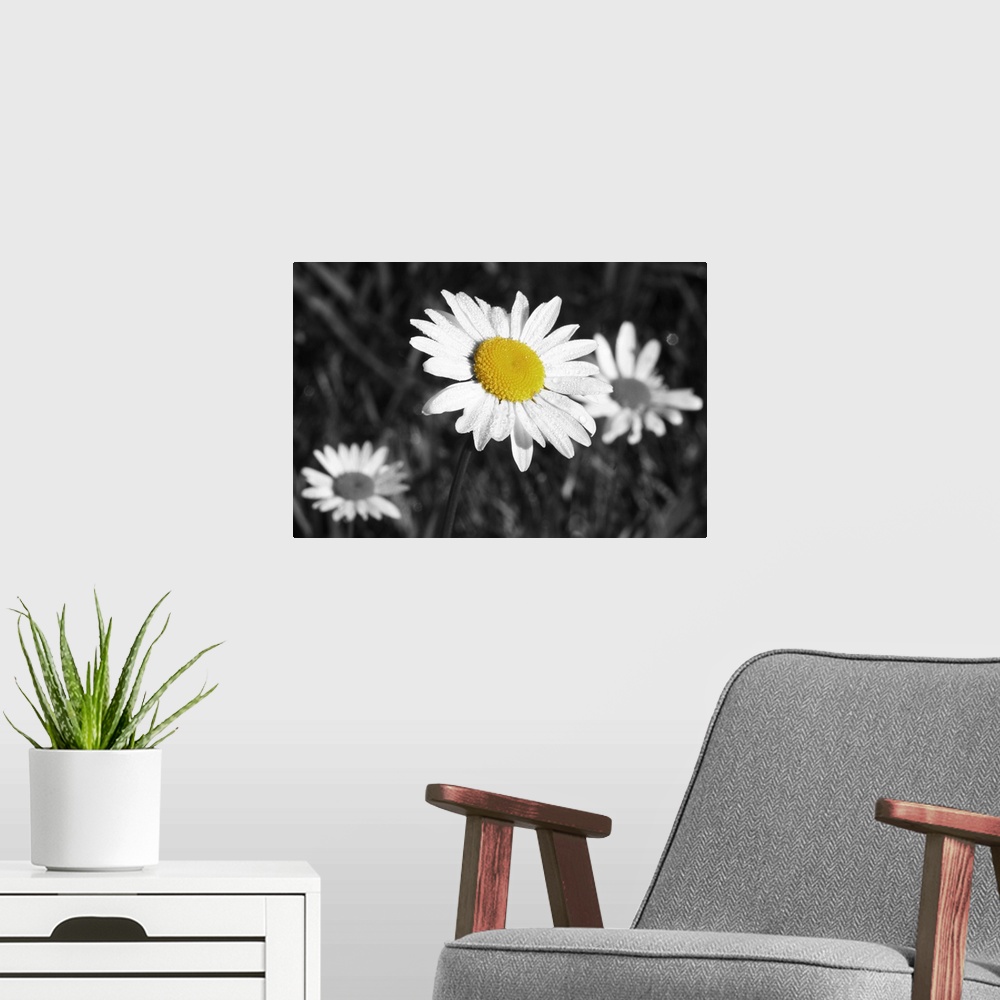 A modern room featuring Morning Daisy II