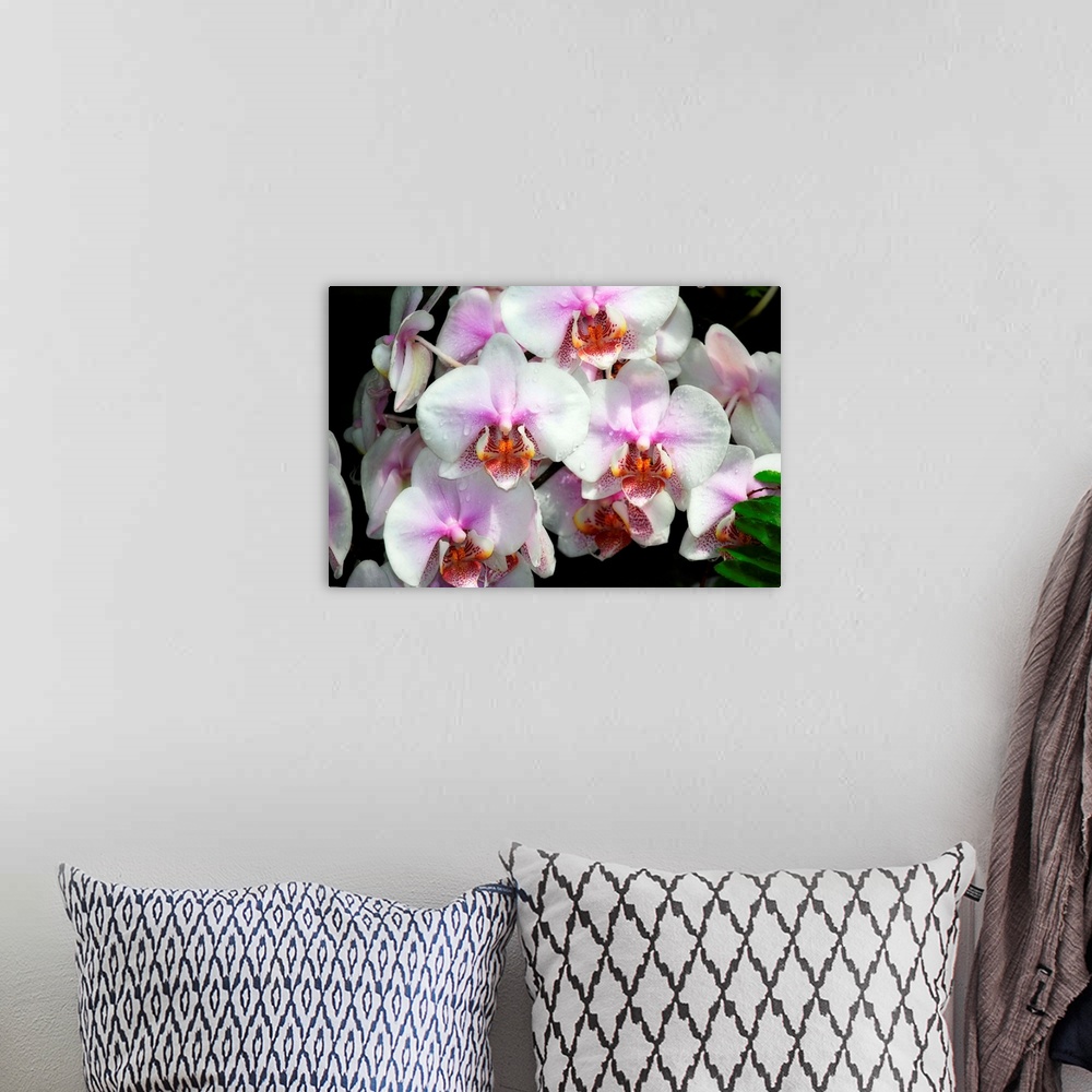 A bohemian room featuring Moth Orchids 1