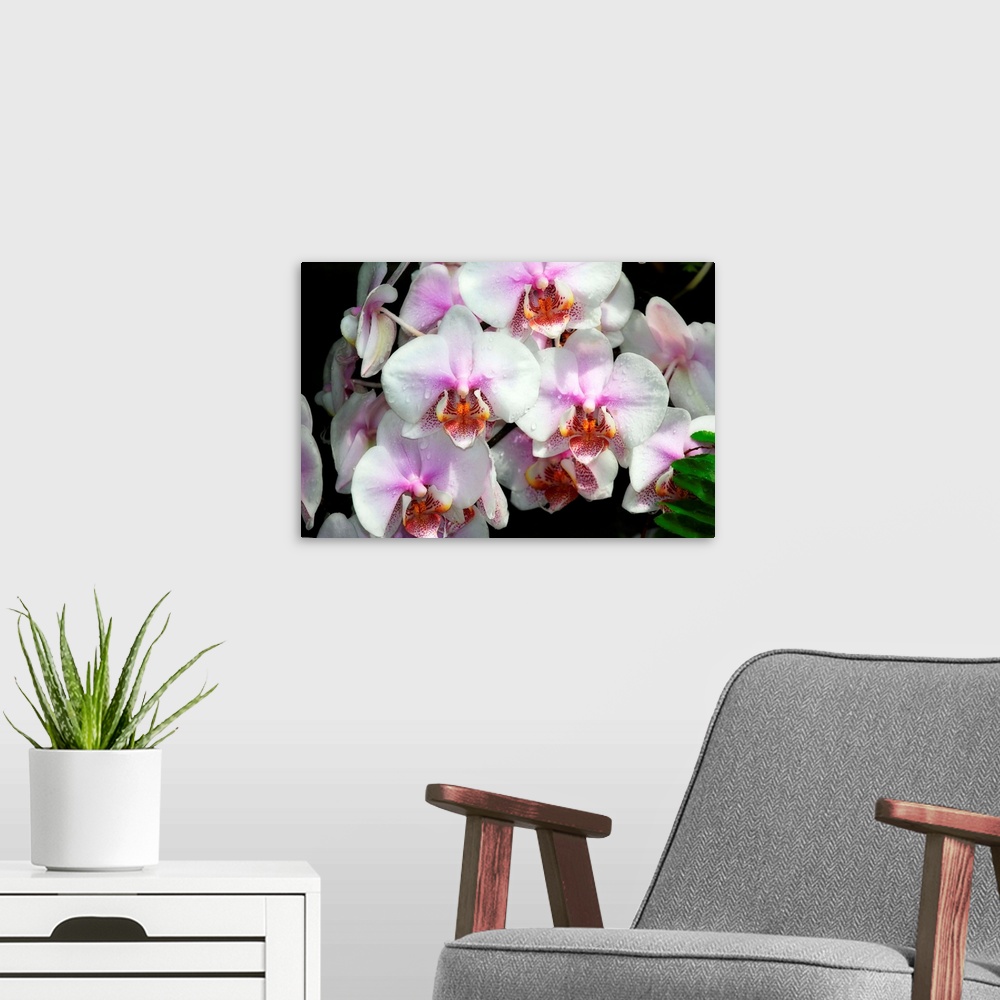 A modern room featuring Moth Orchids 1