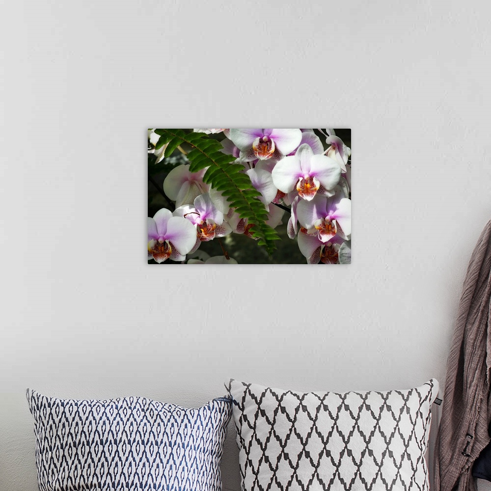 A bohemian room featuring Moth Orchids 2