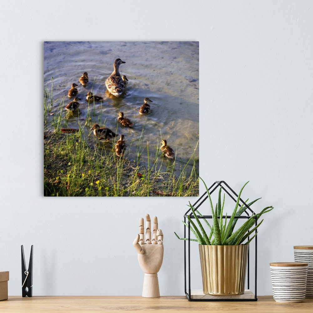 A bohemian room featuring Mother Duck And Family II