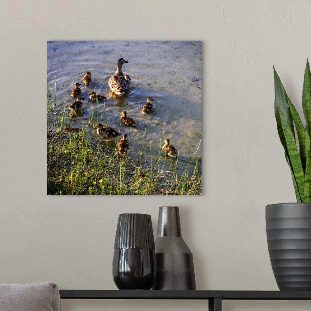 A modern room featuring Mother Duck And Family II