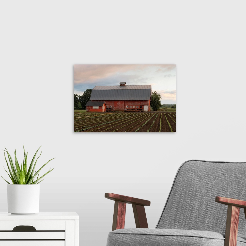A modern room featuring Photograph of a red barn with rows of crops in the foreground.