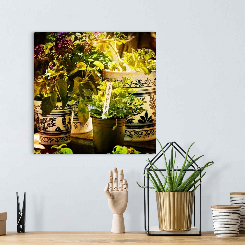 A bohemian room featuring Square photograph of potted plants and herbs.