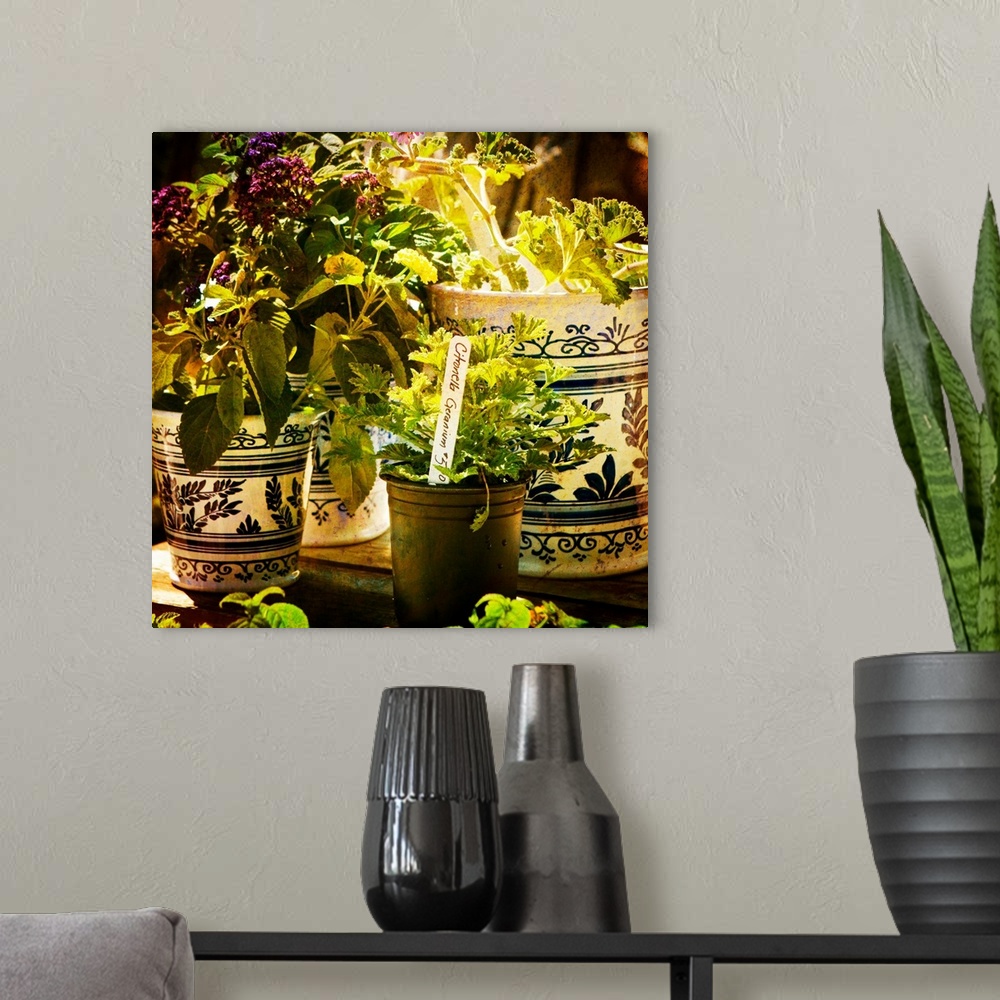 A modern room featuring Square photograph of potted plants and herbs.