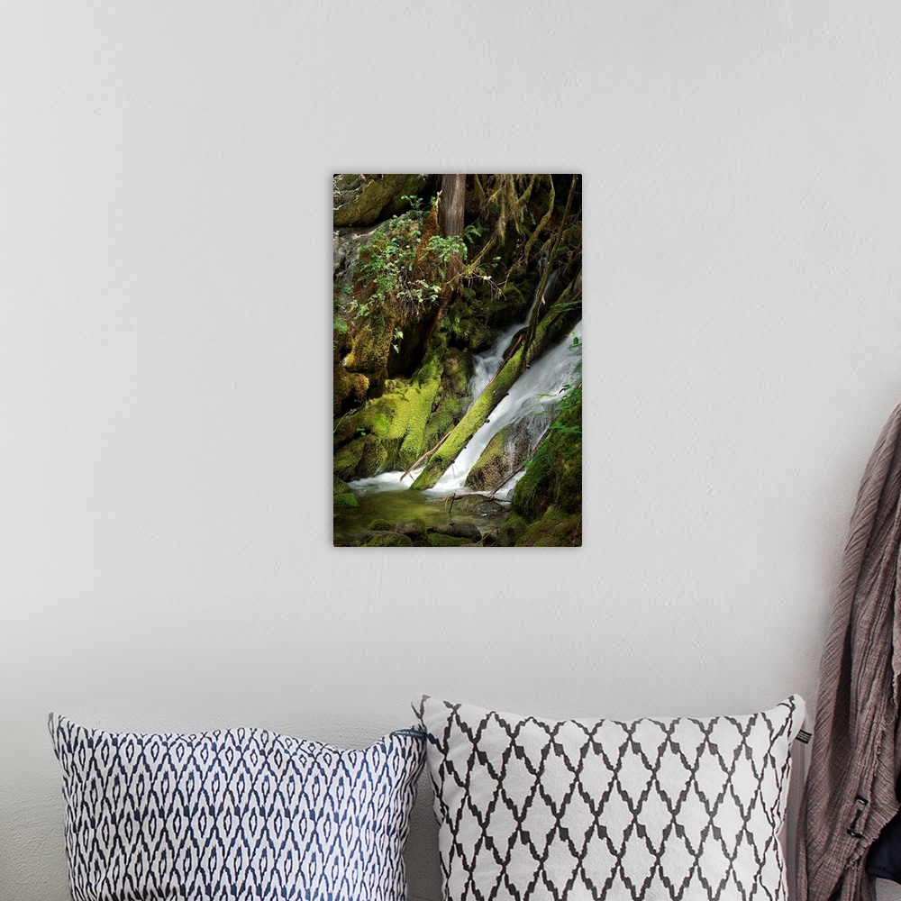 A bohemian room featuring Waterfall with mossy rocks in a shady forest in the Cascades.