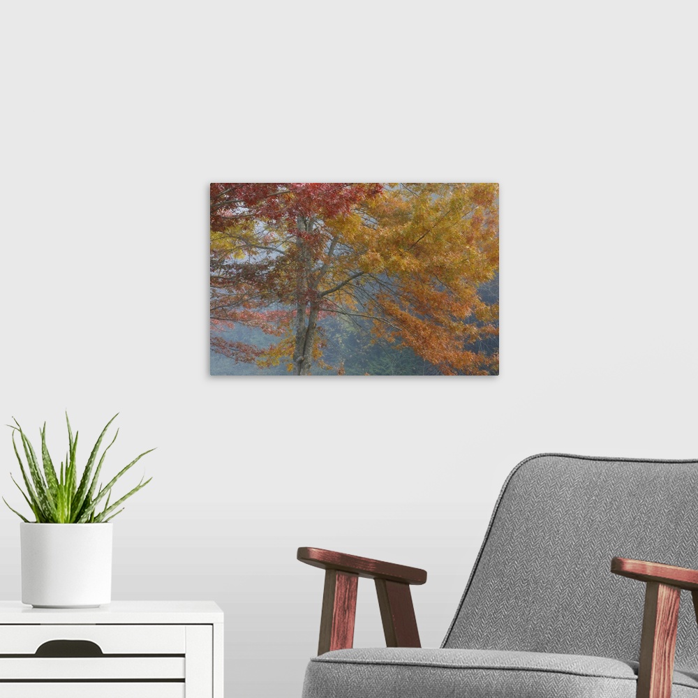 A modern room featuring Oak trees in fall, Washington, Kitsap County, Seabeck
