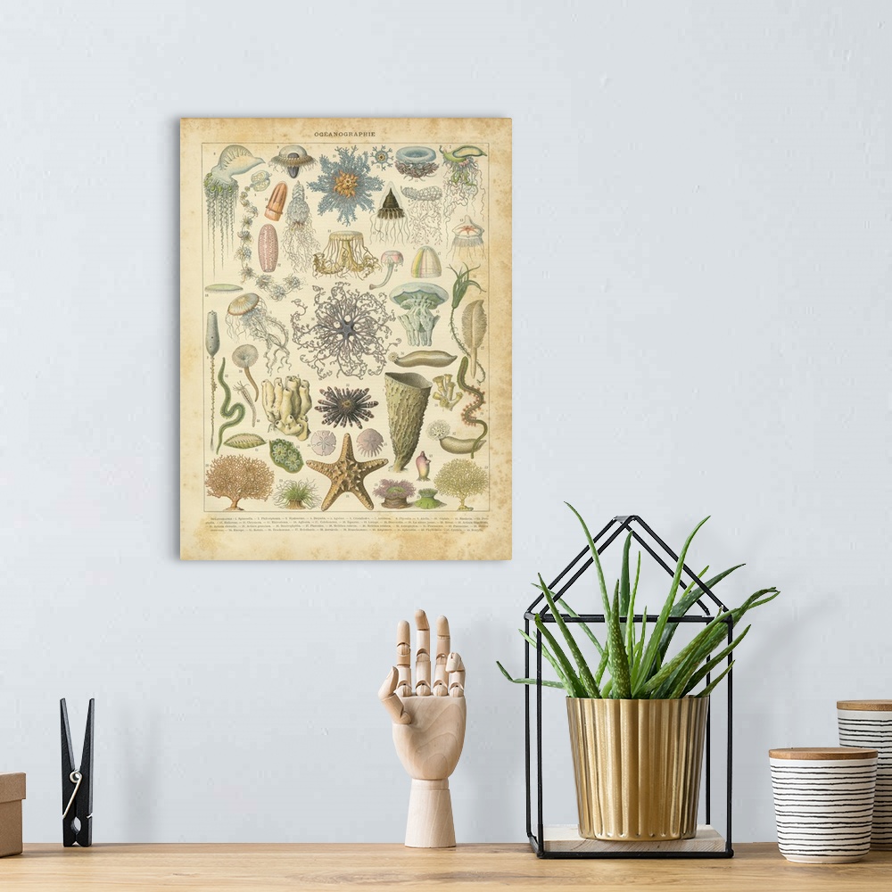 A bohemian room featuring Vintage illustration of a variety of different species of marine life.