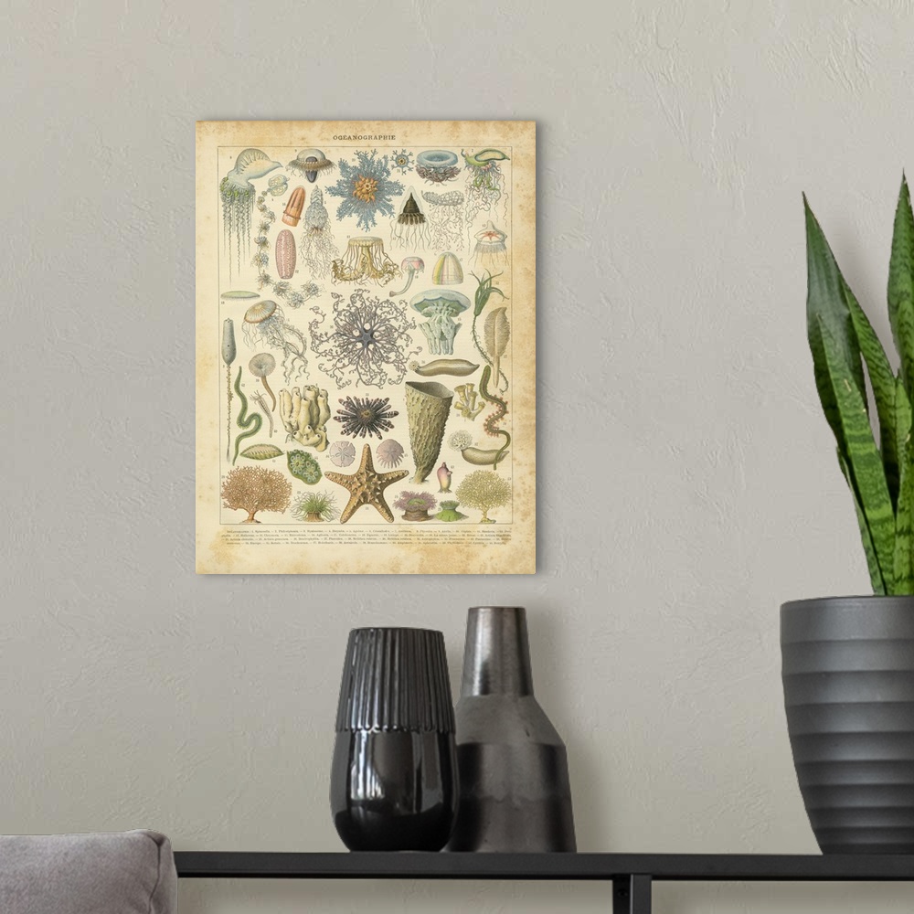 A modern room featuring Vintage illustration of a variety of different species of marine life.