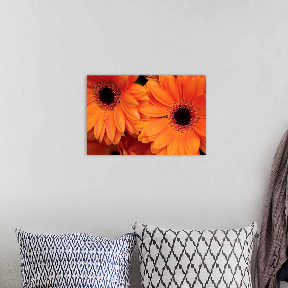 A bohemian room featuring Two large orange flowers are photographed closely to show detail.