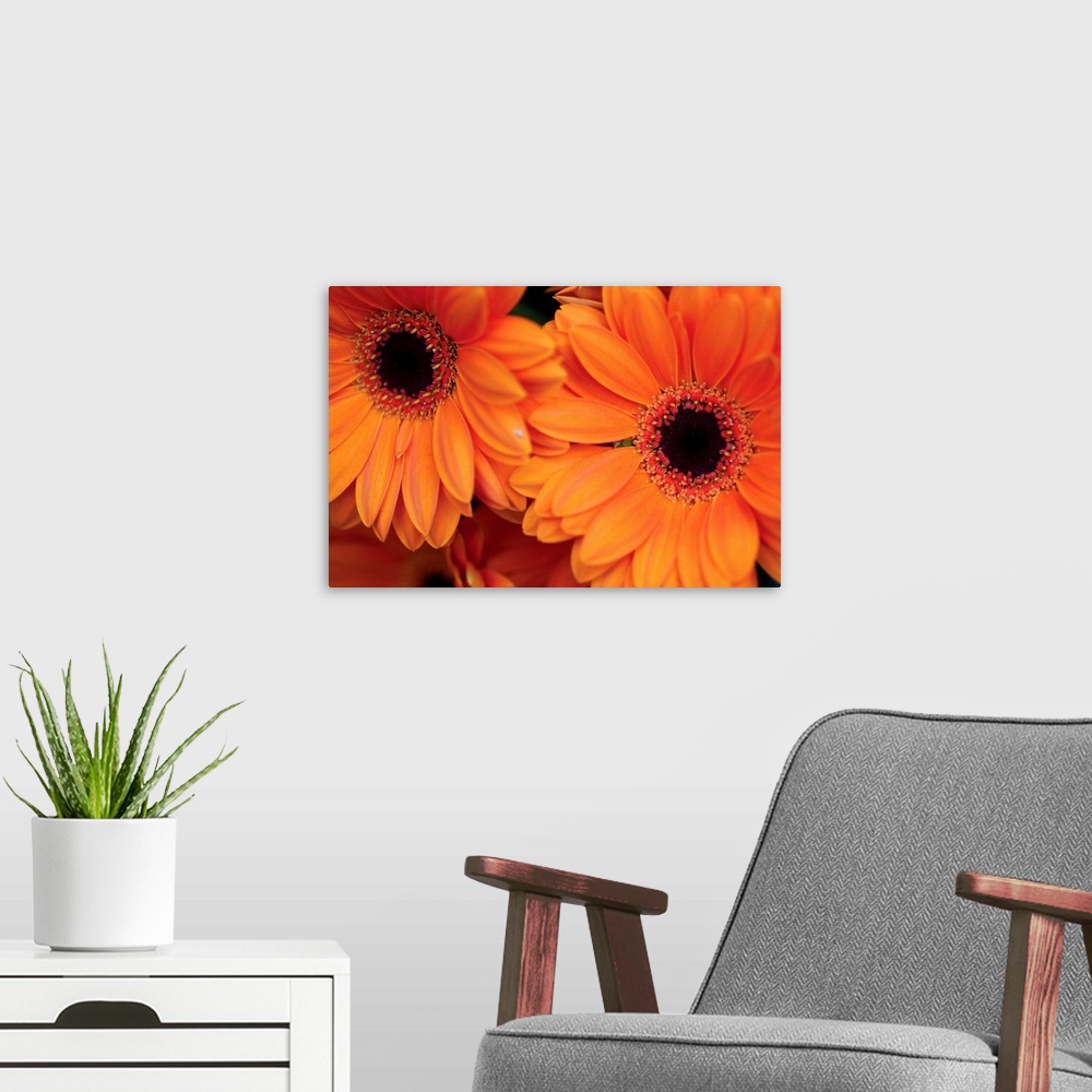 A modern room featuring Two large orange flowers are photographed closely to show detail.