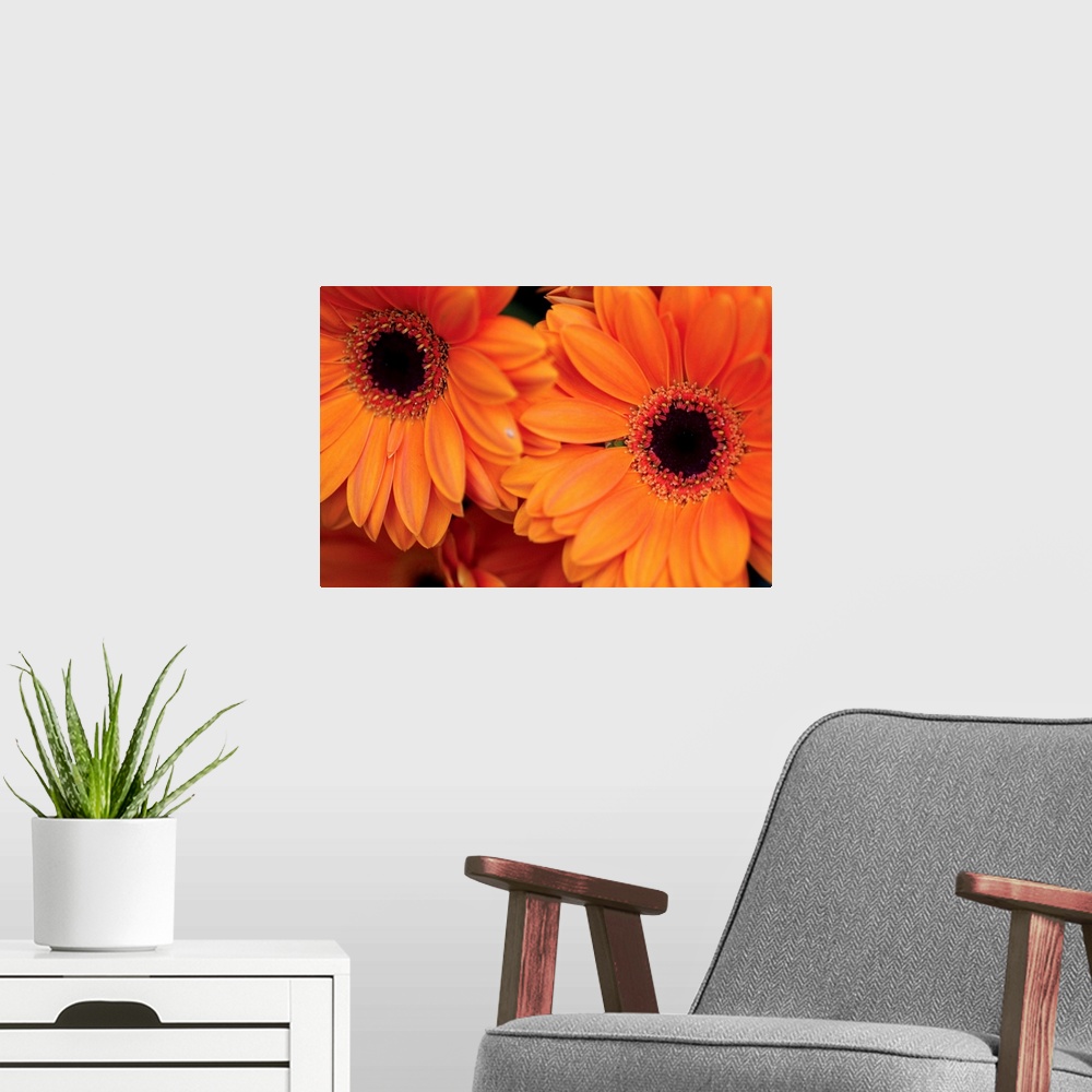 A modern room featuring Two large orange flowers are photographed closely to show detail.