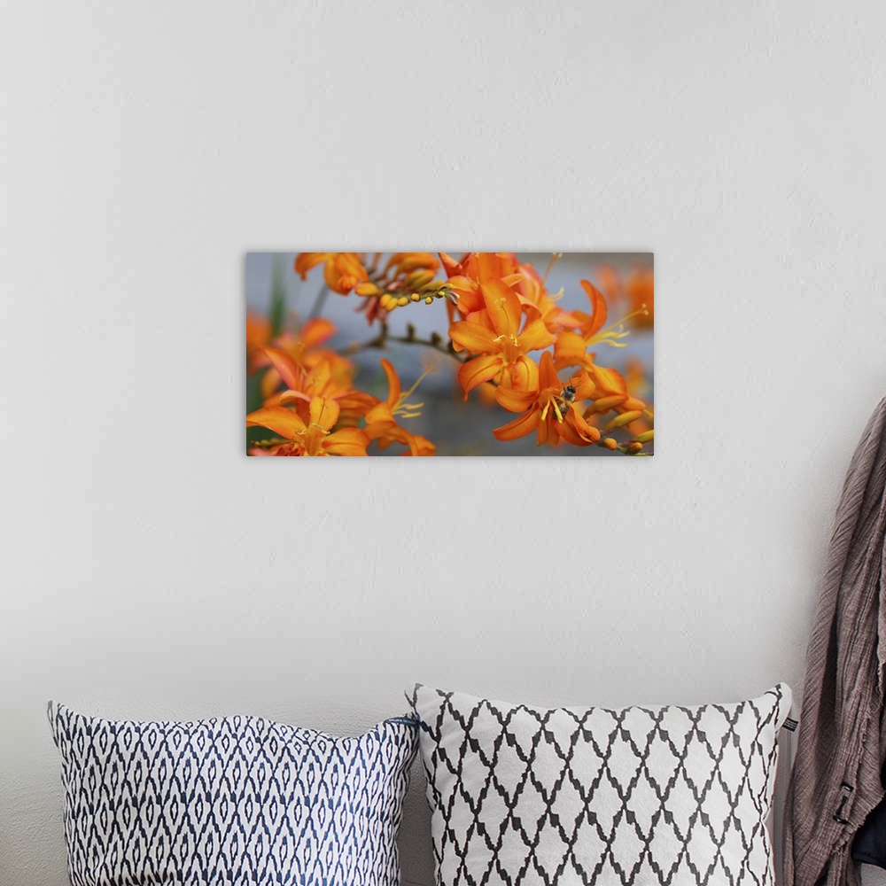 A bohemian room featuring Close-up photograph of orange lilies with a bee extracting pollen in one of them.