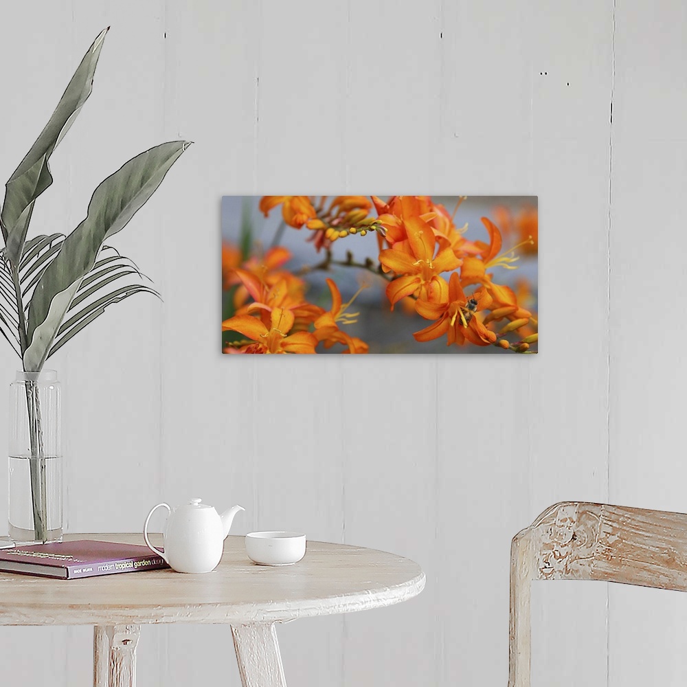 A farmhouse room featuring Close-up photograph of orange lilies with a bee extracting pollen in one of them.