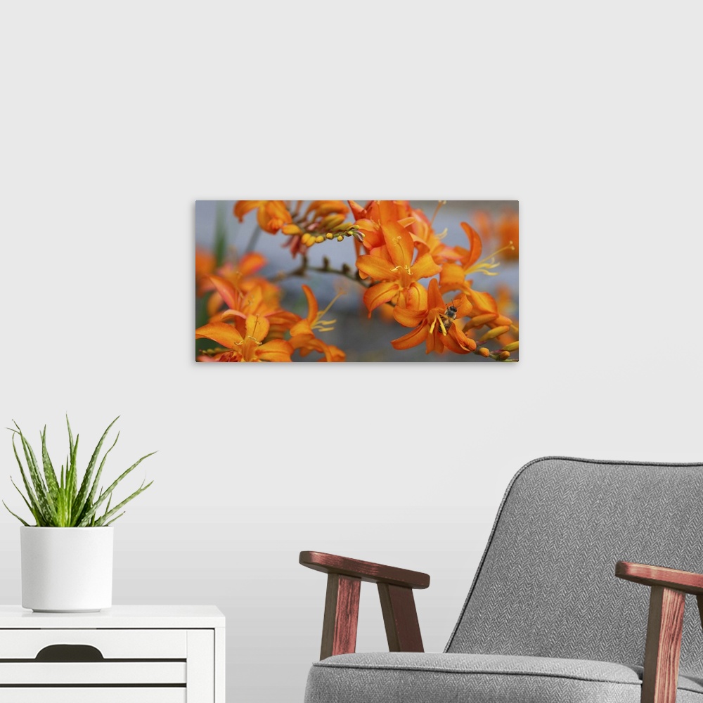 A modern room featuring Close-up photograph of orange lilies with a bee extracting pollen in one of them.