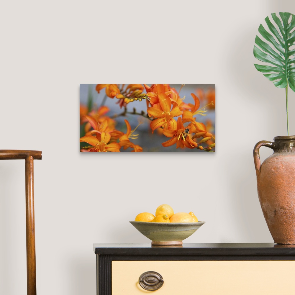 A traditional room featuring Close-up photograph of orange lilies with a bee extracting pollen in one of them.