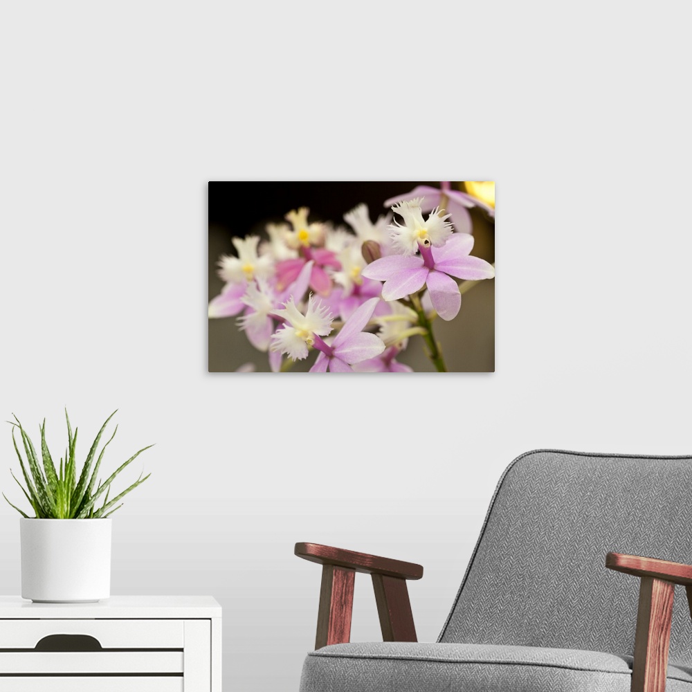 A modern room featuring Singing Orchids; Pink and White