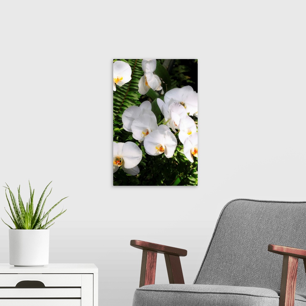 A modern room featuring Orchids and Ferns 2