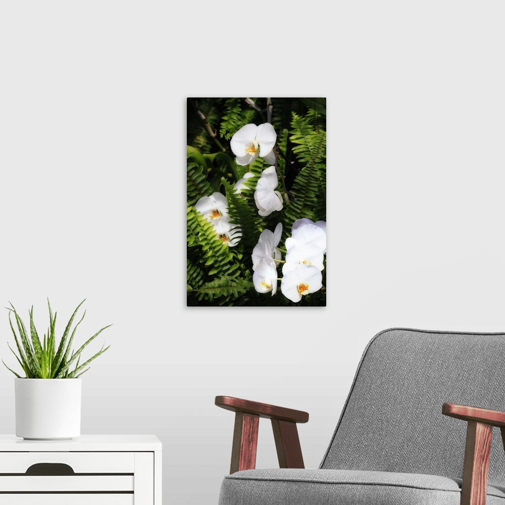 A modern room featuring Orchids and Ferns 1