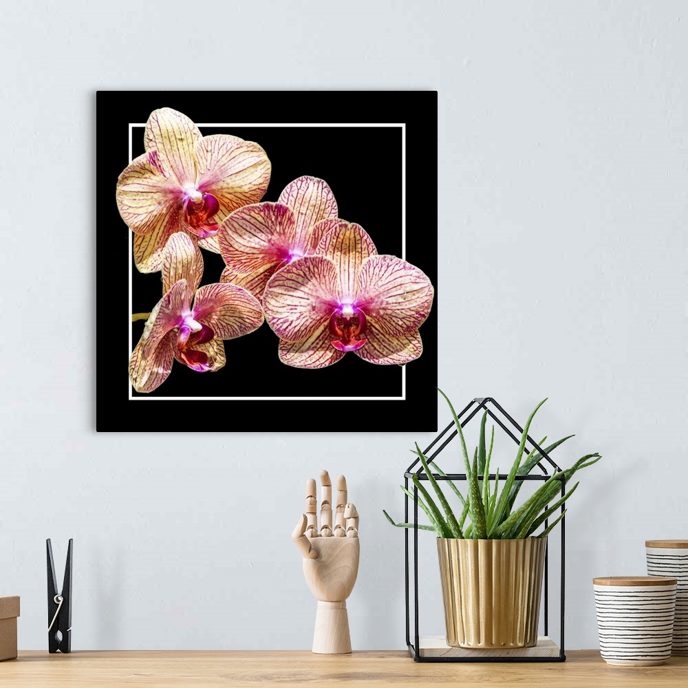 A bohemian room featuring Close up of peach-colored orchid flowers in a white and black frame.