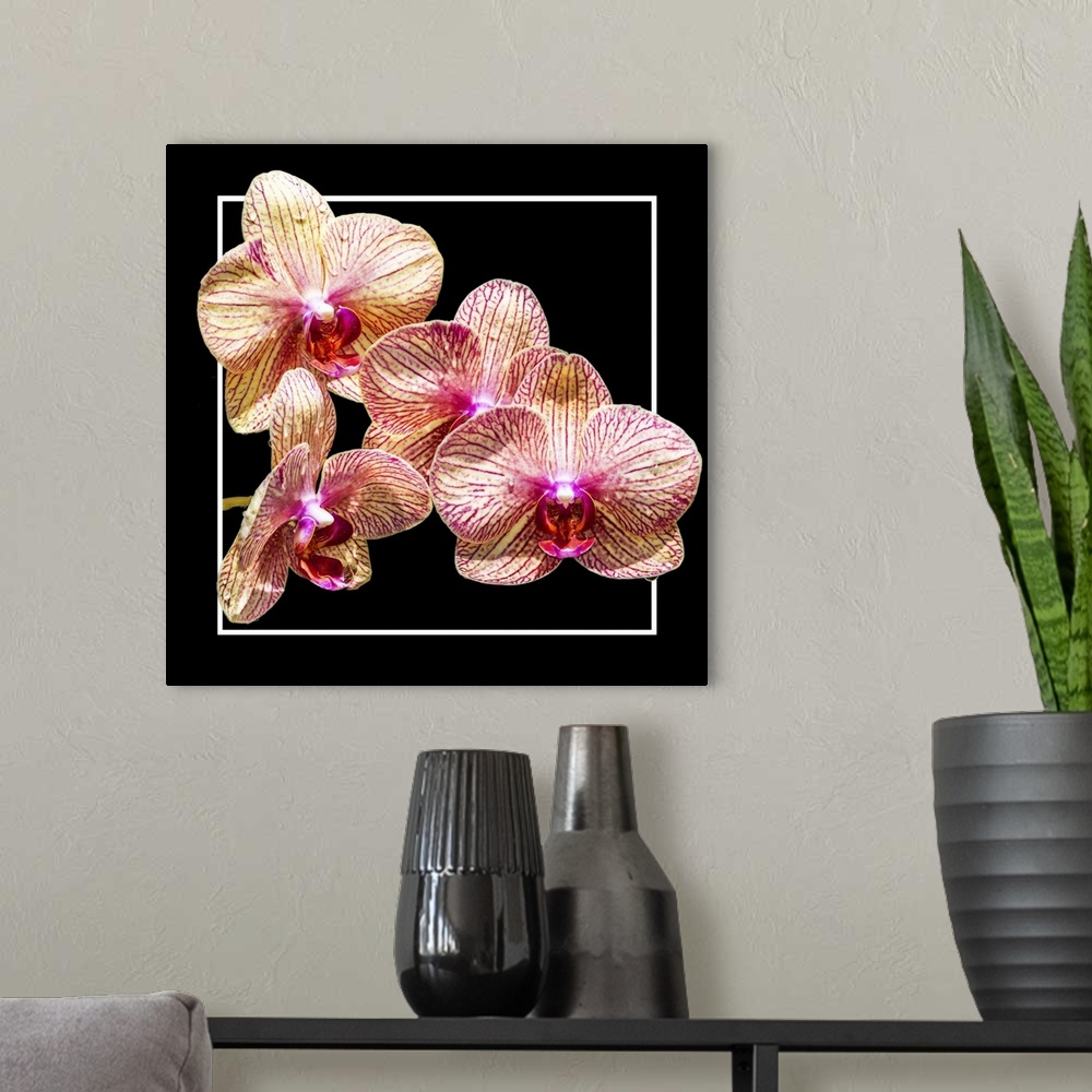 A modern room featuring Close up of peach-colored orchid flowers in a white and black frame.
