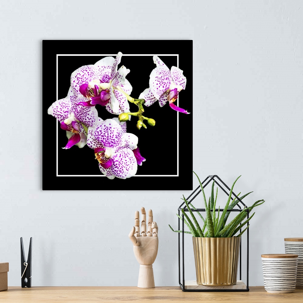 A bohemian room featuring Close up of pink-colored orchid flowers in a white and black frame.