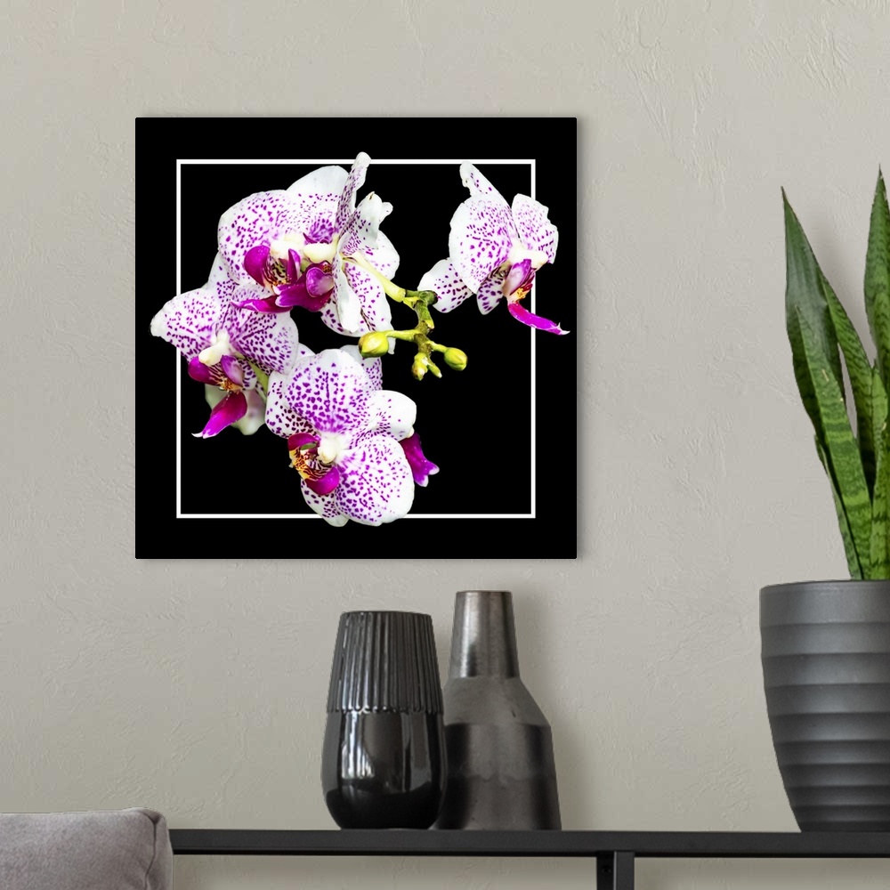 A modern room featuring Close up of pink-colored orchid flowers in a white and black frame.
