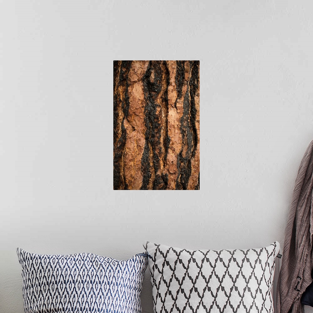 A bohemian room featuring Oregon Pine I