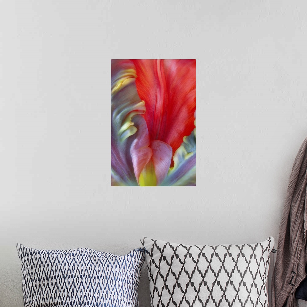 A bohemian room featuring Close up of the colorful petals of a Parrot Tulip flower.