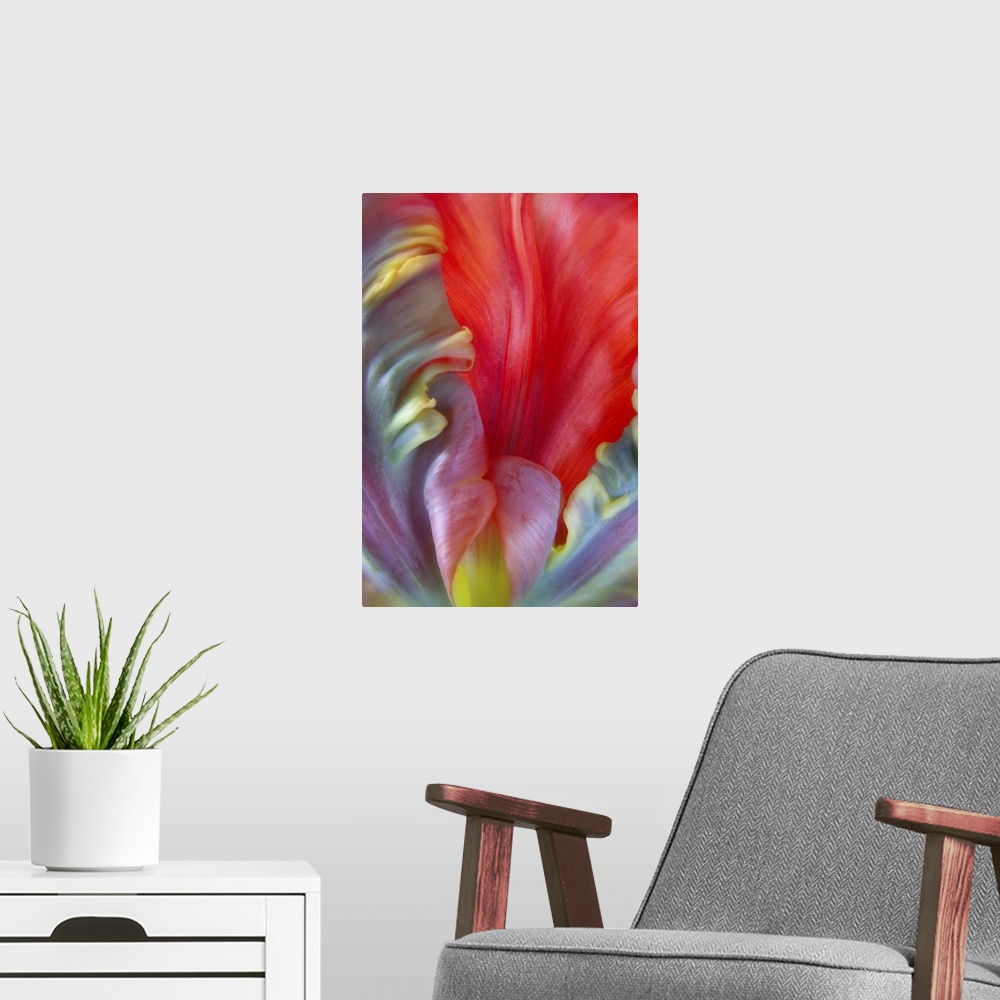 A modern room featuring Close up of the colorful petals of a Parrot Tulip flower.