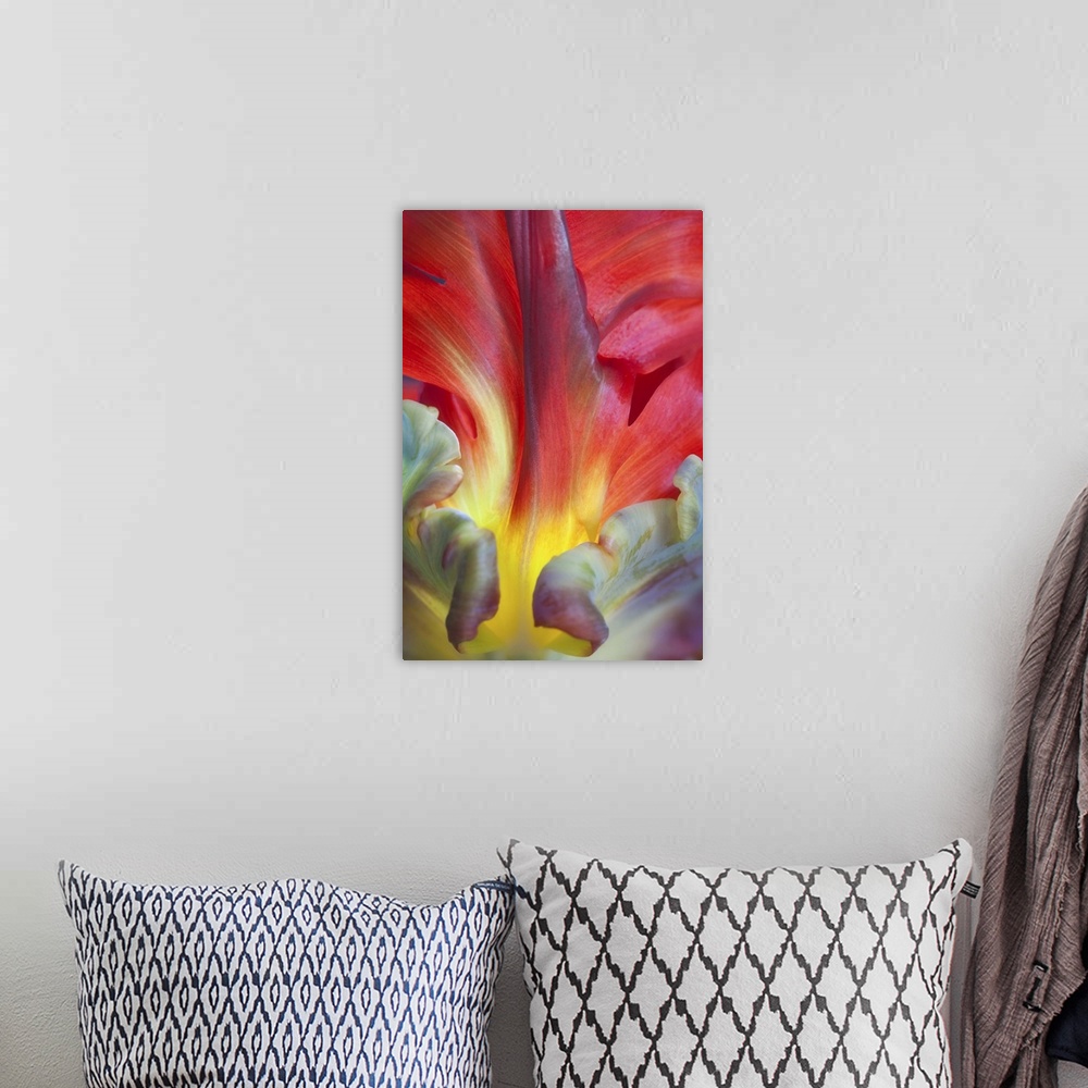 A bohemian room featuring Close up of the colorful petals of a Parrot Tulip flower.